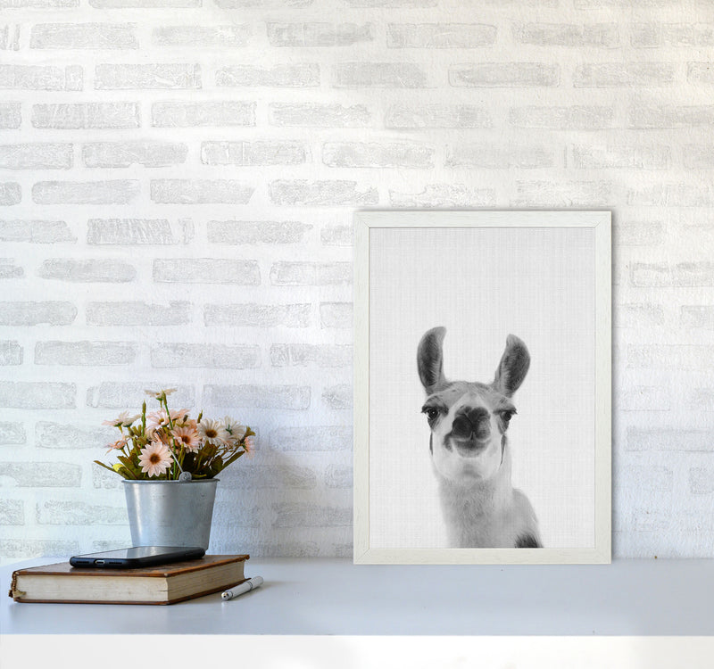 Llama Art Print by Jason Stanley A3 Oak Frame