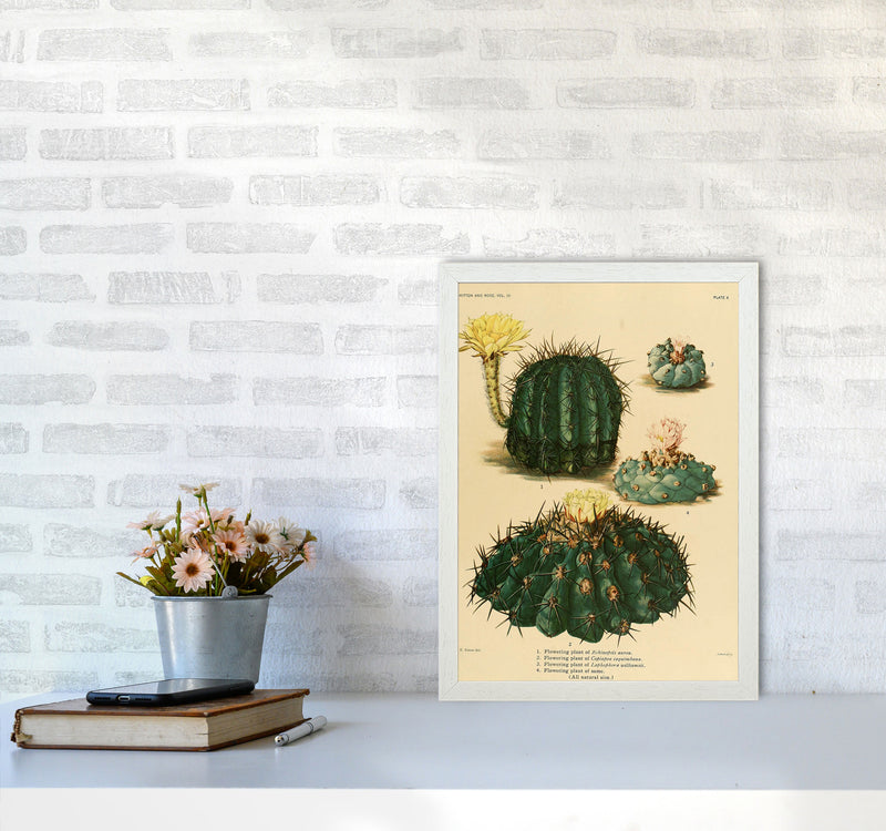 Cactus Series8 Art Print by Jason Stanley A3 Oak Frame