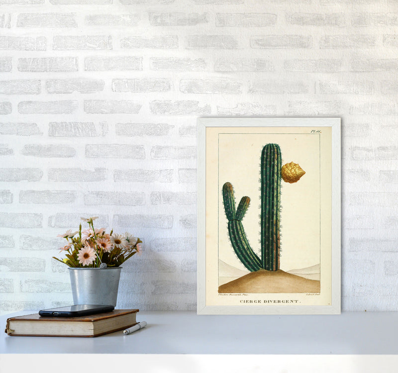 Vintage Cactus Art Print by Jason Stanley A3 Oak Frame