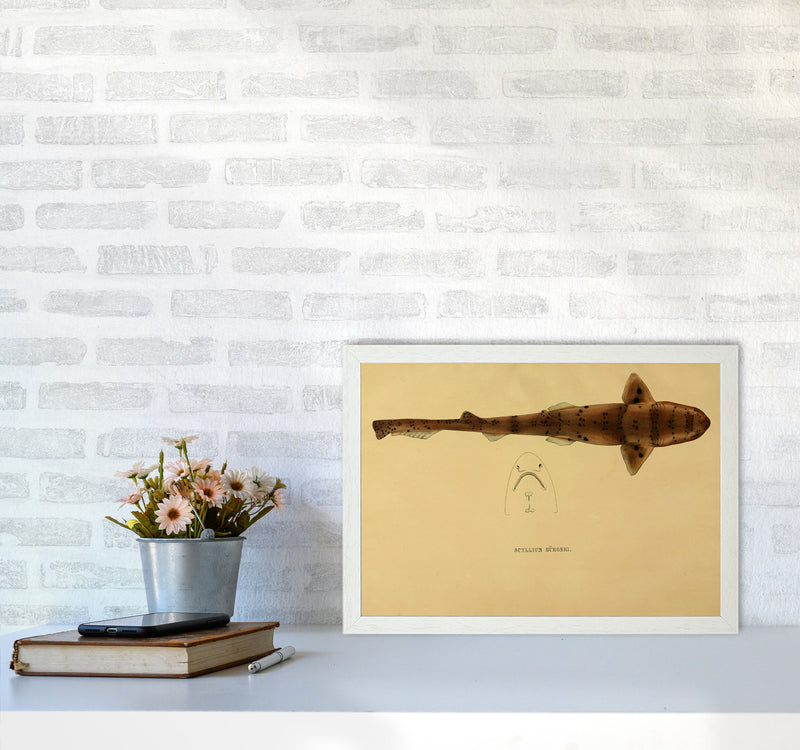 Shark Series 2 Art Print by Jason Stanley A3 Oak Frame