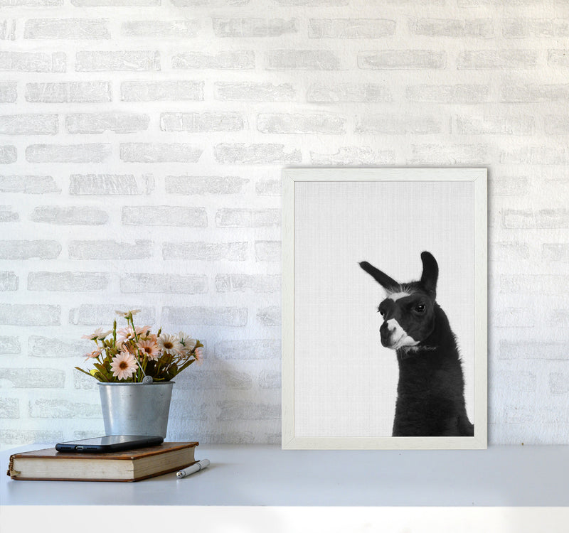 Llama