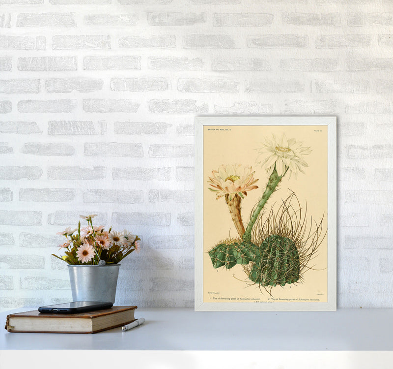 Cactus Series 6 Art Print by Jason Stanley A3 Oak Frame