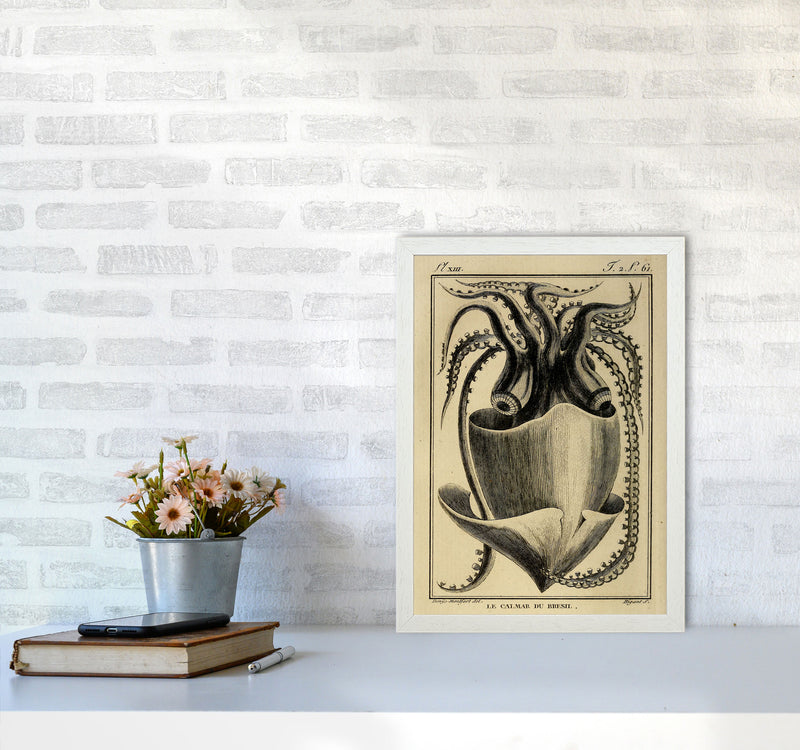 Vintage Squid Art Print by Jason Stanley A3 Oak Frame