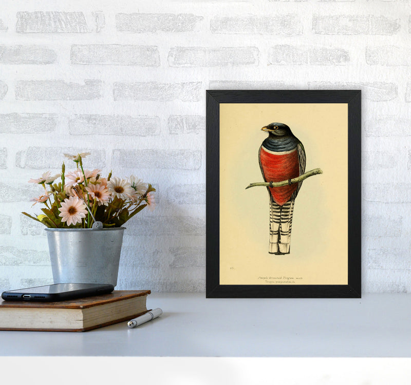 Vintage Purple Breasted Trogon Art Print by Jason Stanley A4 White Frame