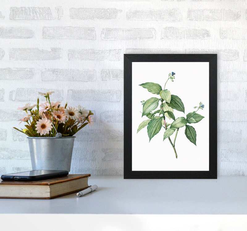 Vintage Botanical Plant Art Print by Jason Stanley A4 White Frame