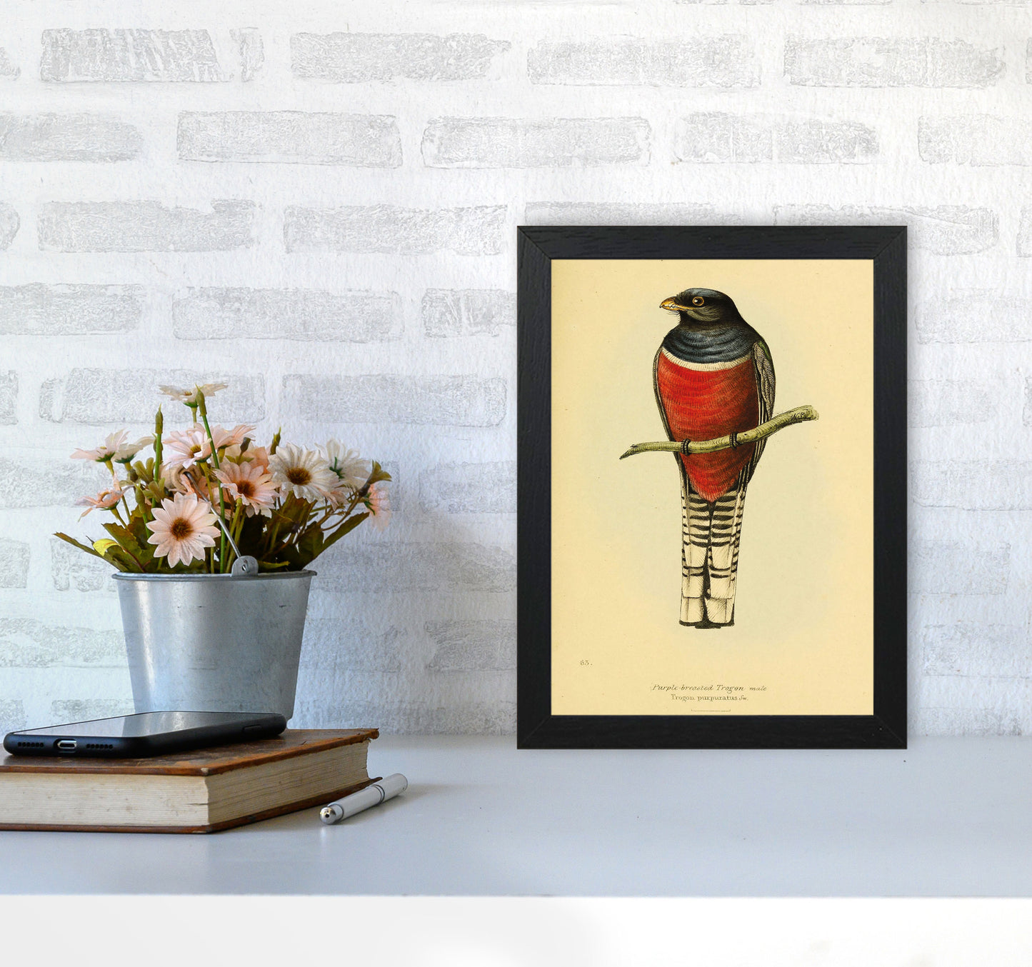 Purple Breasted Trogon Copy Art Print by Jason Stanley A4 White Frame