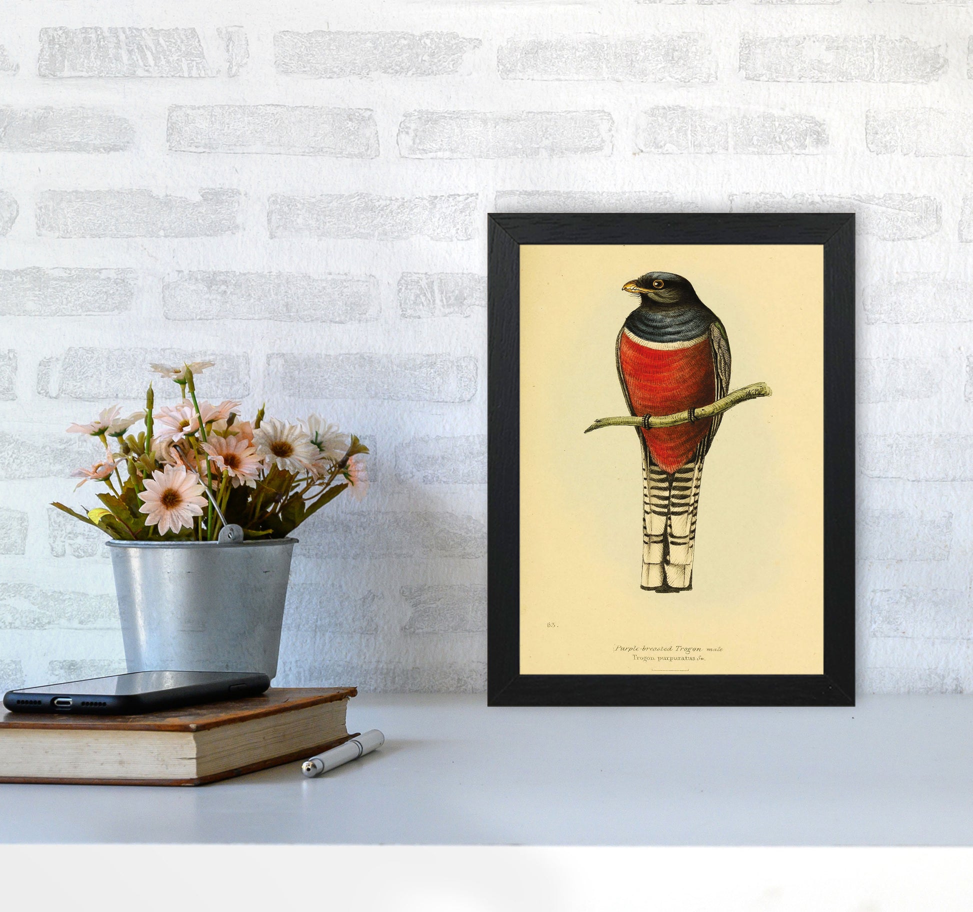 Purple Breasted Trogon Copy Art Print by Jason Stanley A4 White Frame