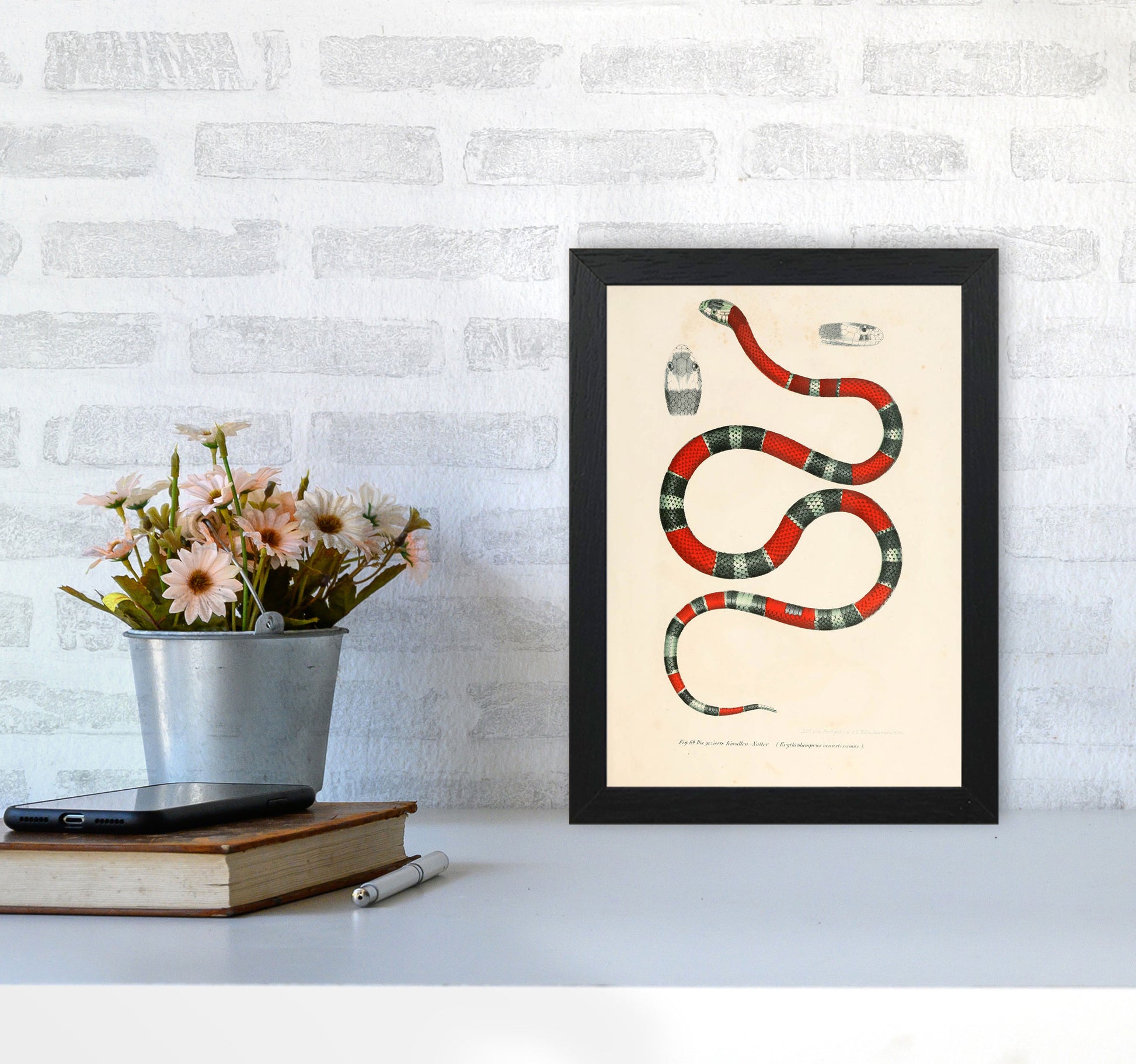 Vintage Snake Illustration 2 Art Print by Jason Stanley A4 White Frame