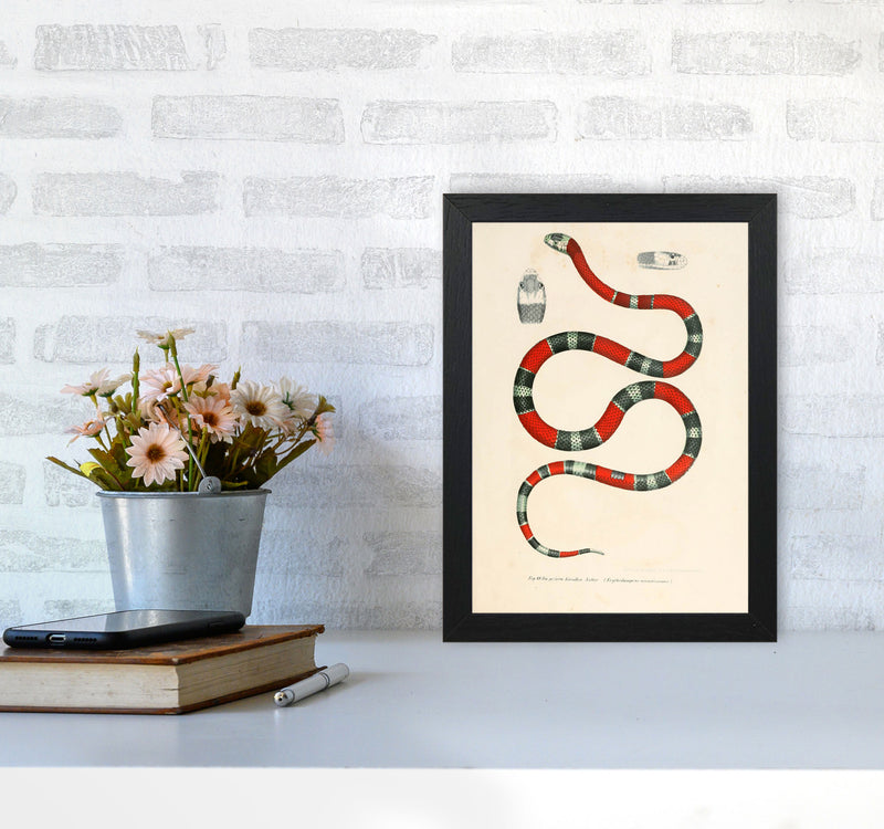 Vintage Snake Illustration 2 Art Print by Jason Stanley A4 White Frame