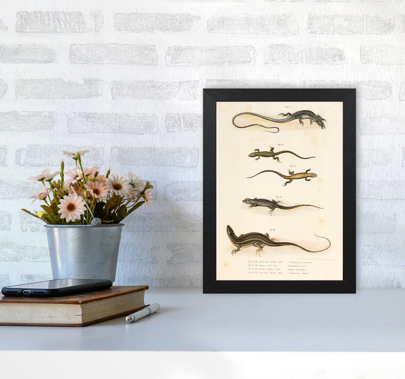 Vintage Salamander Illustration Art Print by Jason Stanley A4 White Frame