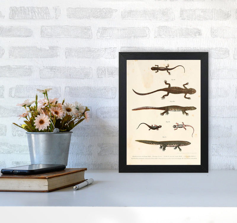 Vintage Newt Illustration Art Print by Jason Stanley A4 White Frame