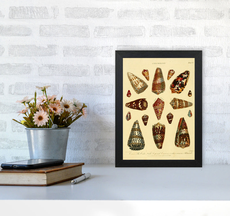 Conchology Illustration 2 Art Print by Jason Stanley A4 White Frame
