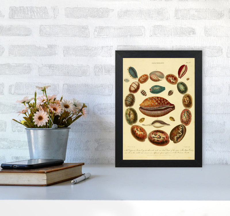 Conchology Illustration Art Print by Jason Stanley A4 White Frame