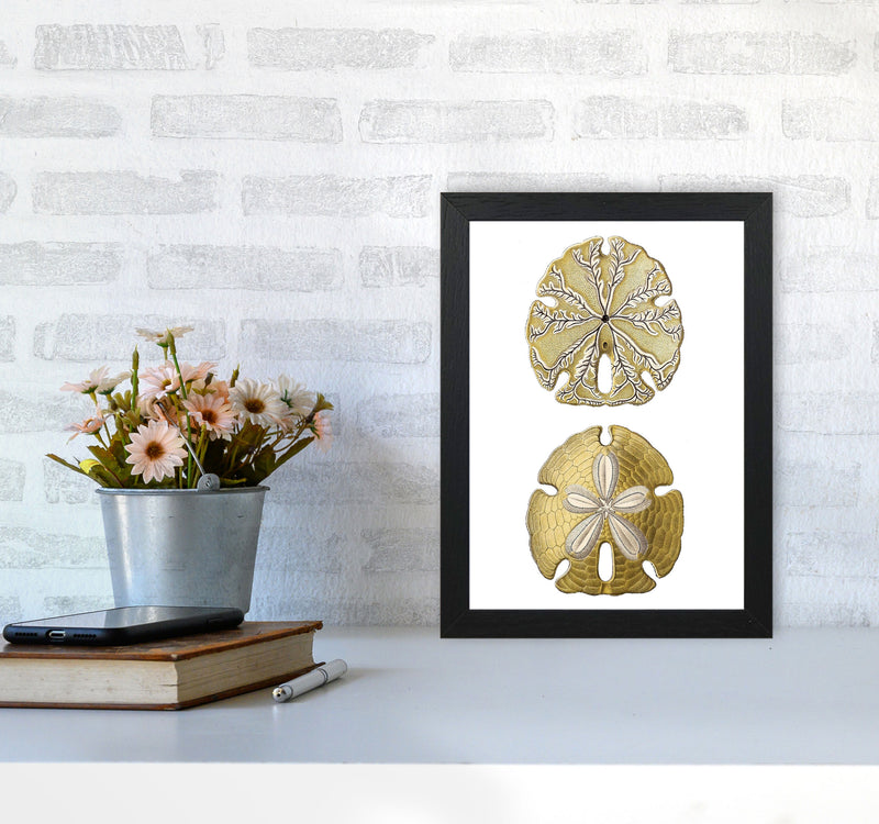 Sand Dollar Illustration Art Print by Jason Stanley A4 White Frame
