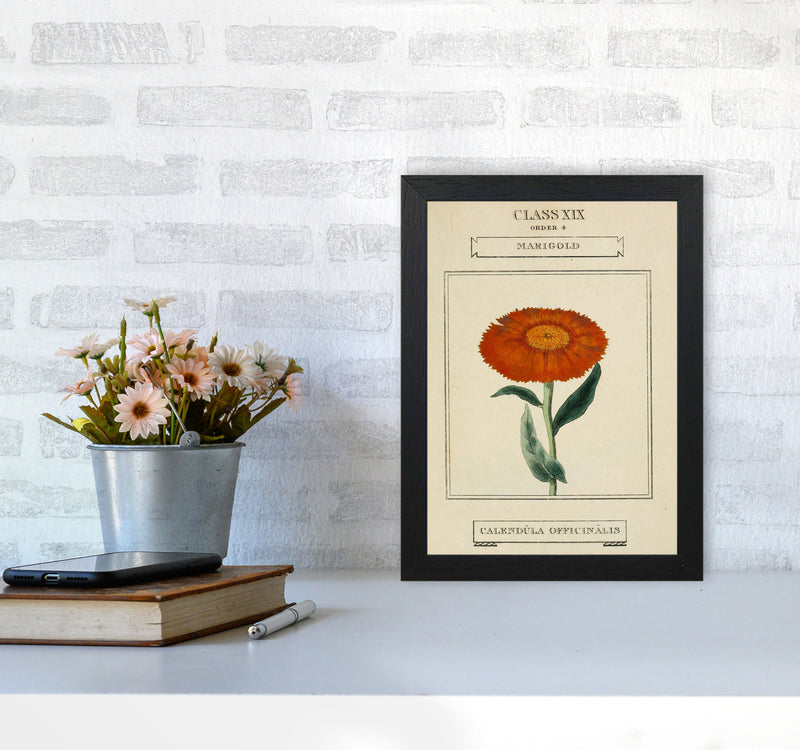 Vintage Flower Series 9 Art Print by Jason Stanley A4 White Frame