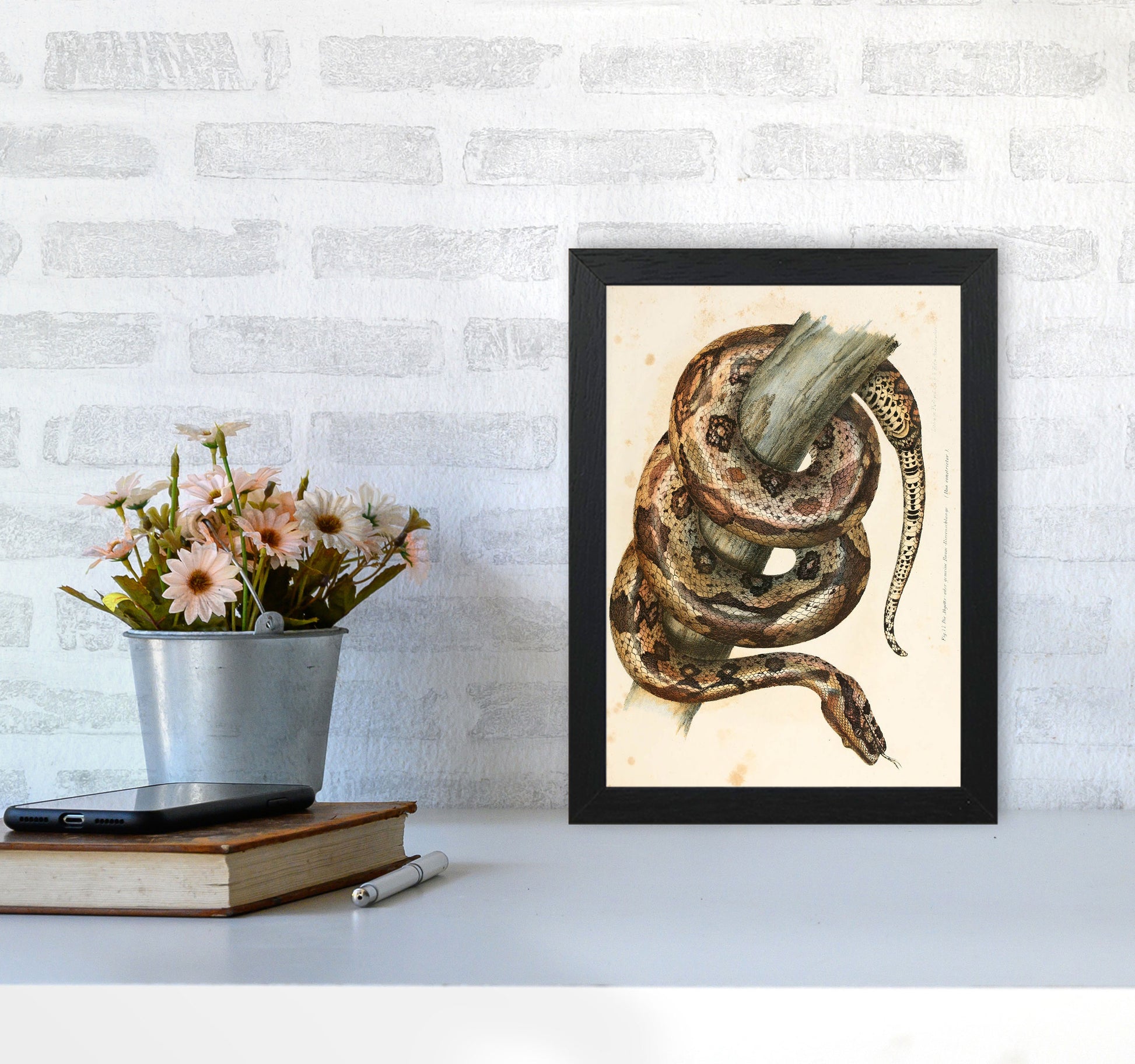 Vintage Snake Illustration Art Print by Jason Stanley A4 White Frame
