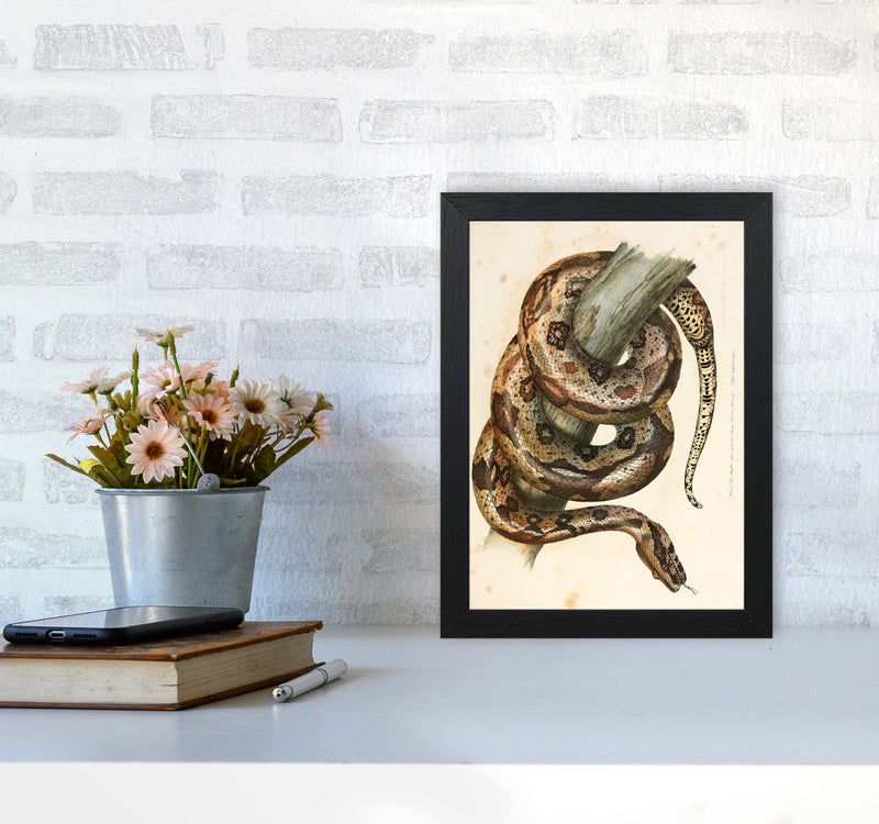Vintage Snake Illustration Art Print by Jason Stanley A4 White Frame