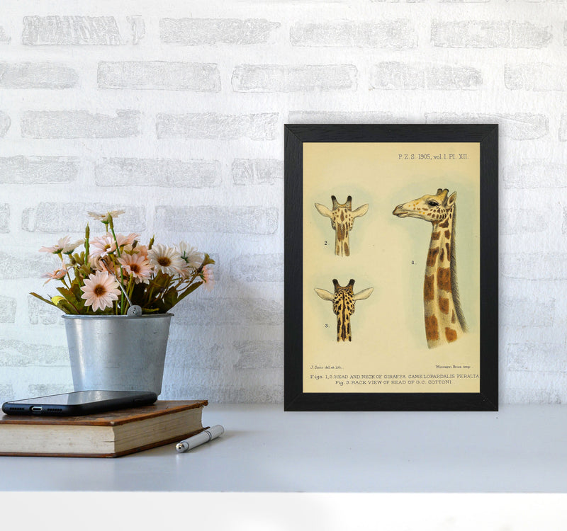 Longest Neck In The Jungle Art Print by Jason Stanley A4 White Frame