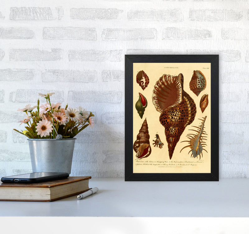 Vintage Conchology 2 Art Print by Jason Stanley A4 White Frame