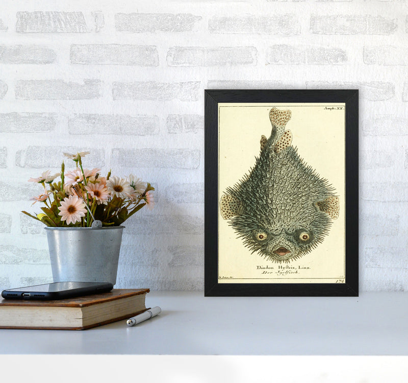Vintage Japanese Fish Art Print by Jason Stanley A4 White Frame