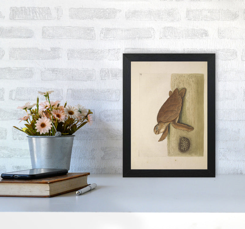Vintage Sea Turtle Art Print by Jason Stanley A4 White Frame