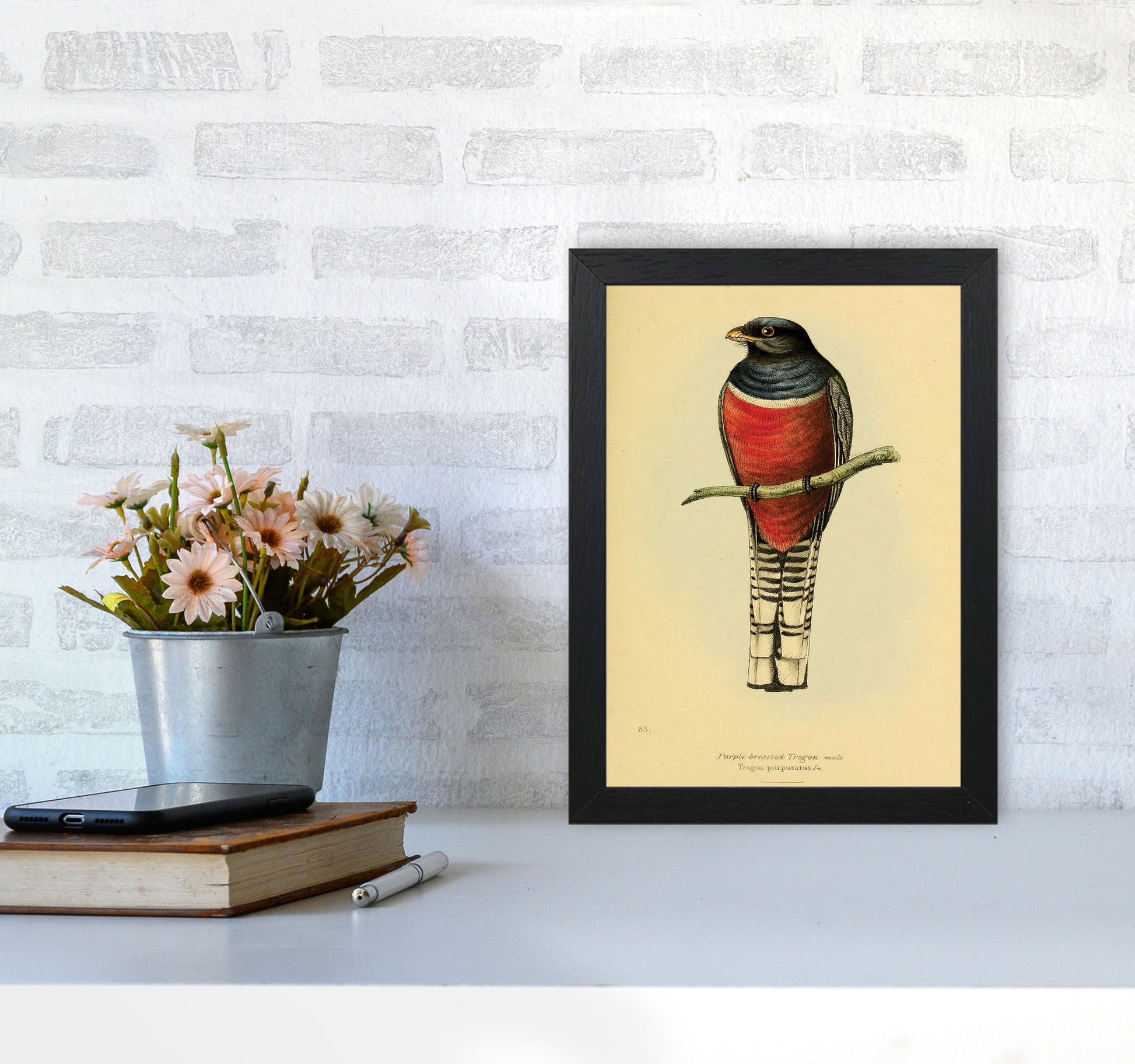 Purple Breasted Trogon Art Print by Jason Stanley A4 White Frame