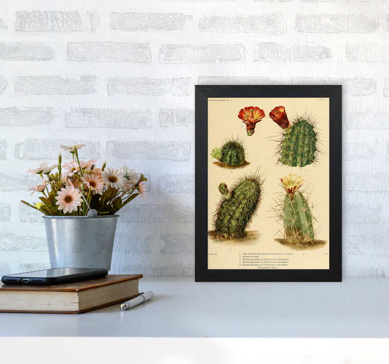 Cactus Series 1 Art Print by Jason Stanley A4 White Frame