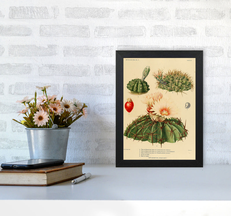 Cactus Series 14 Art Print by Jason Stanley A4 White Frame