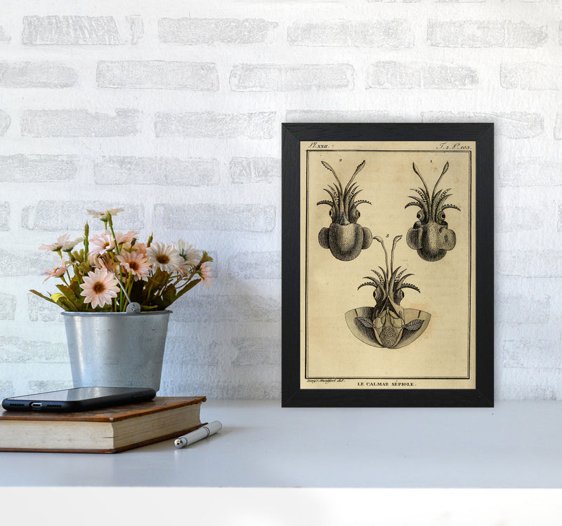 Vintage Squid 3 Art Print by Jason Stanley A4 White Frame