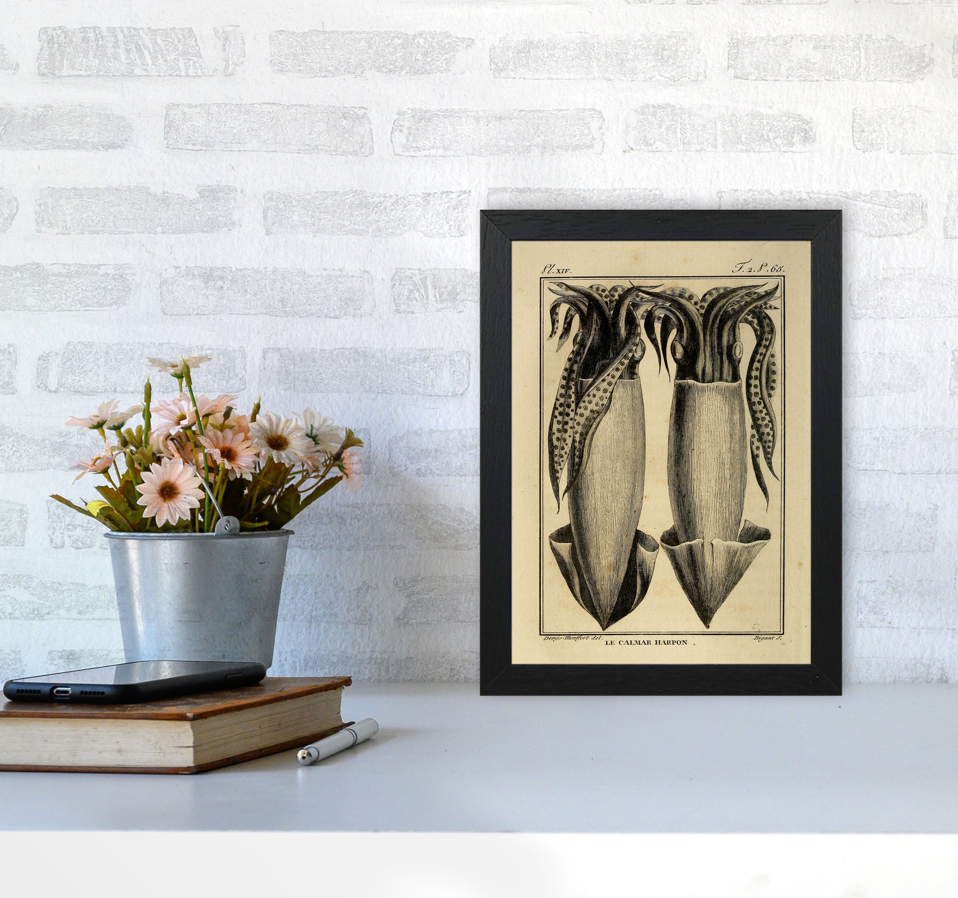 Vintage Squid 5 Art Print by Jason Stanley A4 White Frame