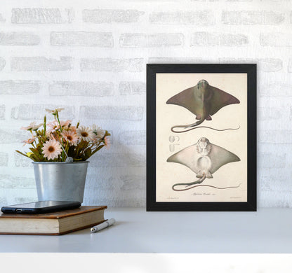 Vintage Stingray Art Print by Jason Stanley A4 White Frame