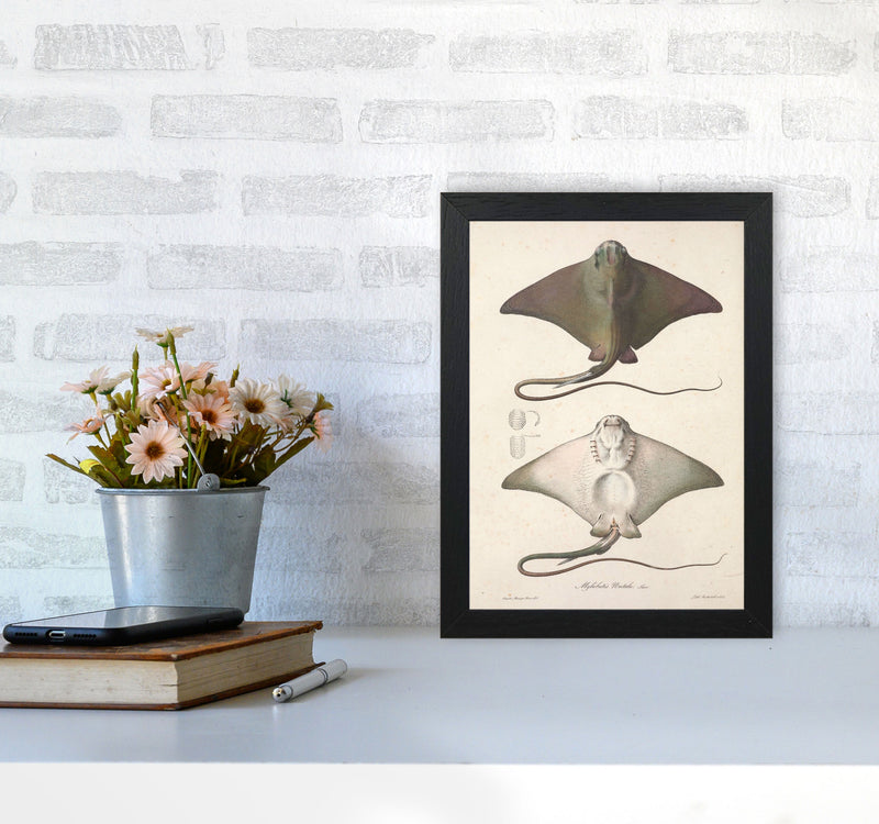 Vintage Stingray Art Print by Jason Stanley A4 White Frame
