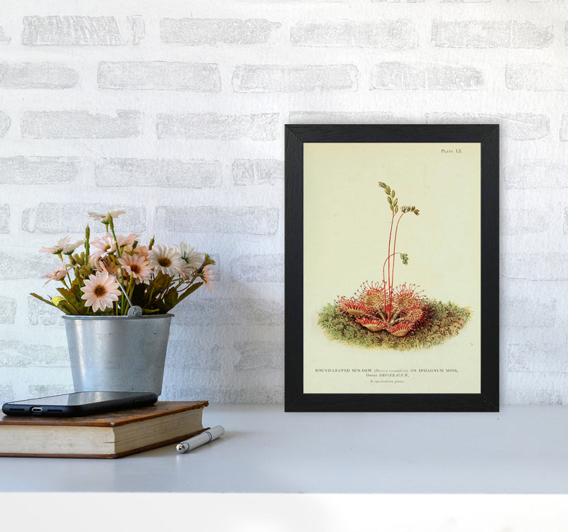 Venus Fly Trap Art Print by Jason Stanley A4 White Frame