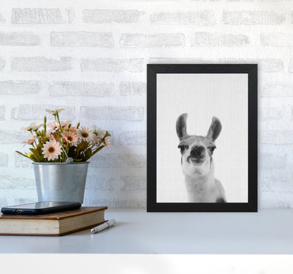 Llama Art Print by Jason Stanley A4 White Frame