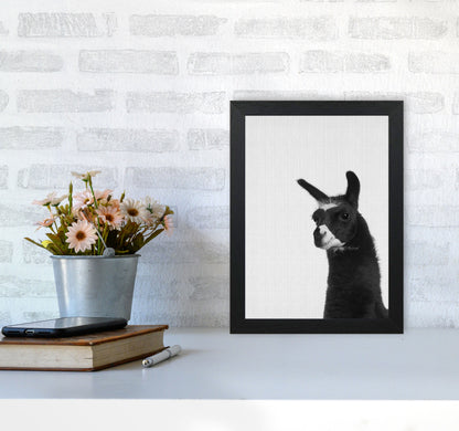 Llama #2 Art Print by Jason Stanley A4 White Frame