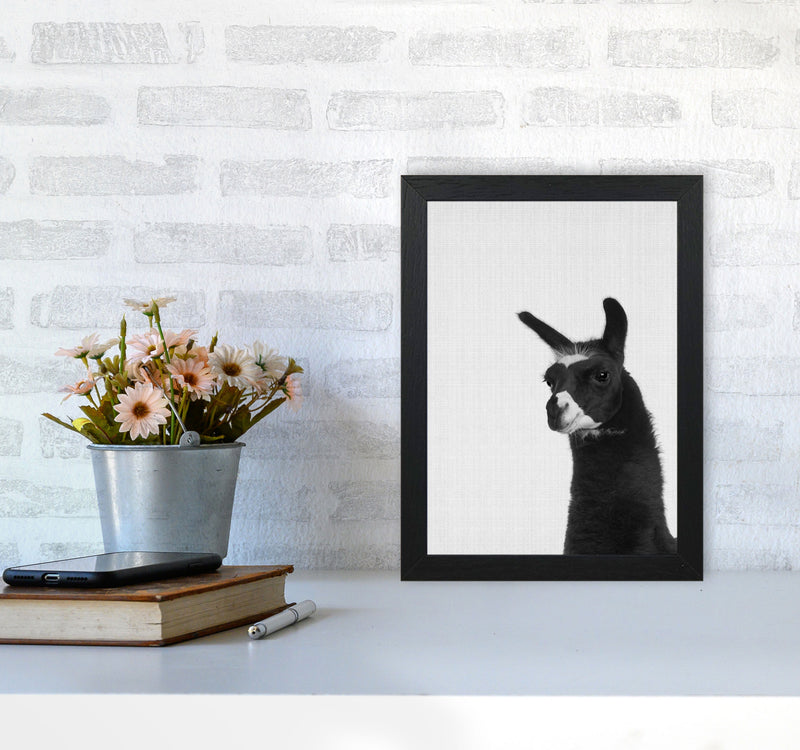 Llama