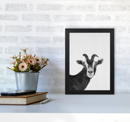 Surprised Goat Art Print by Jason Stanley A4 White Frame