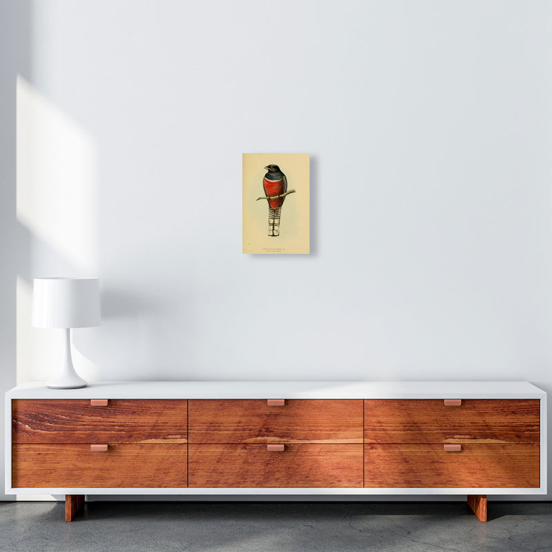 Vintage Purple Breasted Trogon Art Print by Jason Stanley A4 Canvas