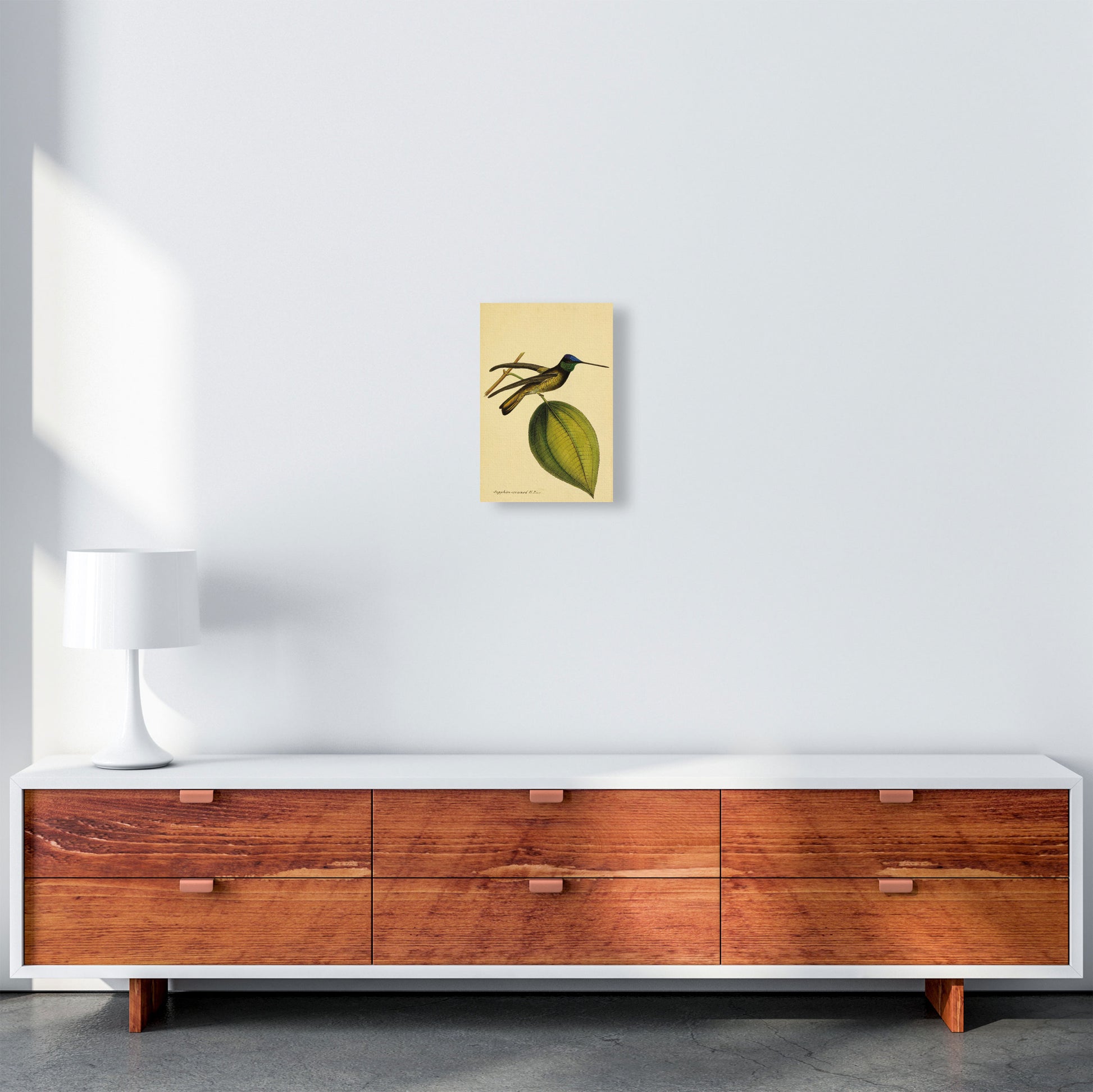 Sapphire Crowned Hummingbird Art Print by Jason Stanley A4 Canvas