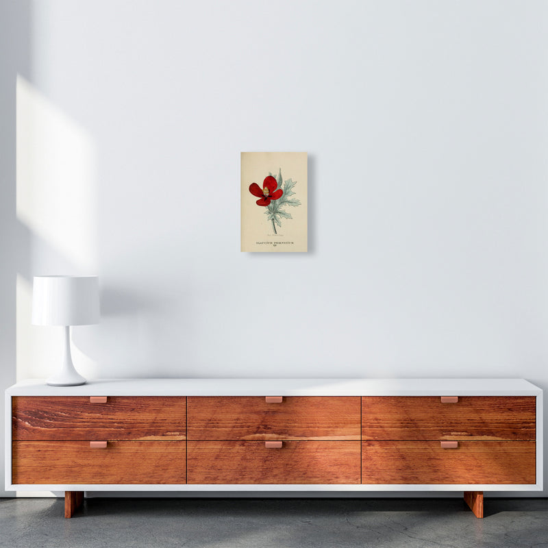 Vintage Flower Series 2 Art Print by Jason Stanley A4 Canvas