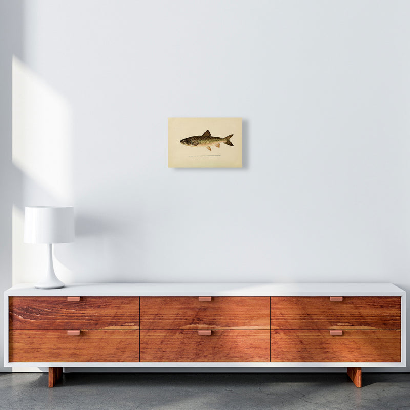 Lake Trout Illustration Art Print by Jason Stanley A4 Canvas