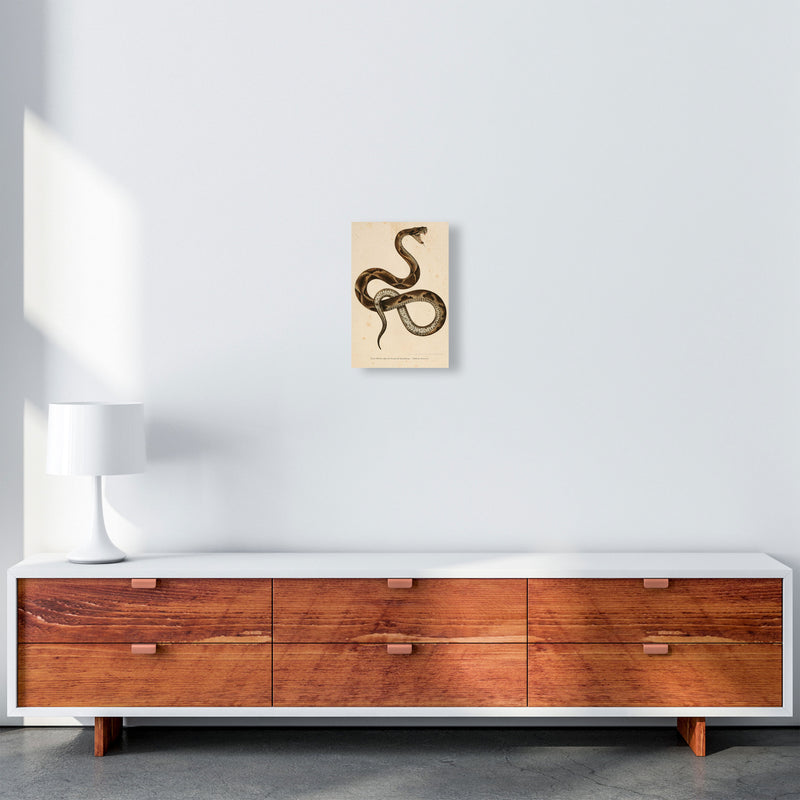 Vintage Snake Art Print by Jason Stanley