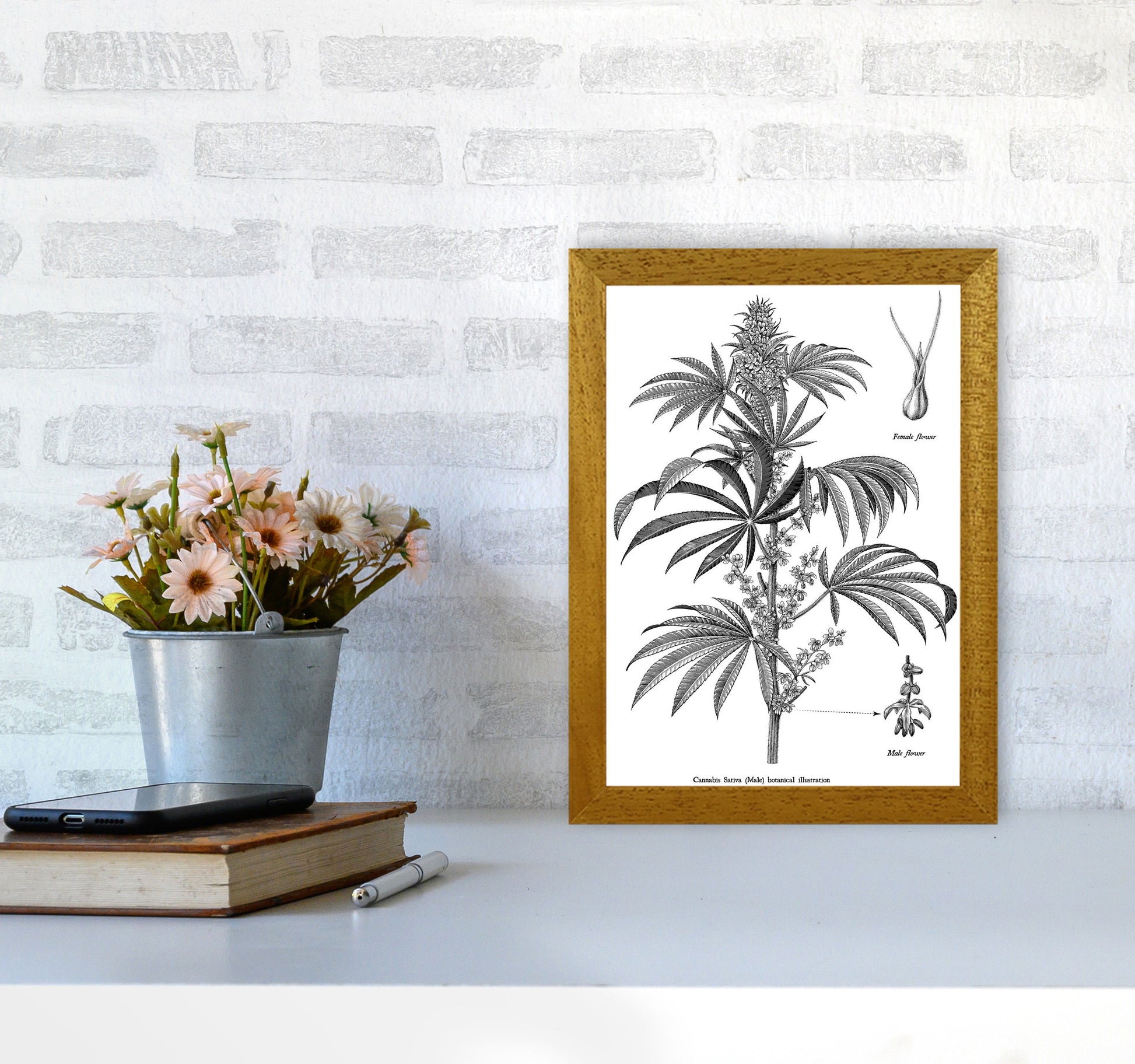 Cannabis Sativa Botanical Illustration Art Print by Jason Stanley A4 Print Only