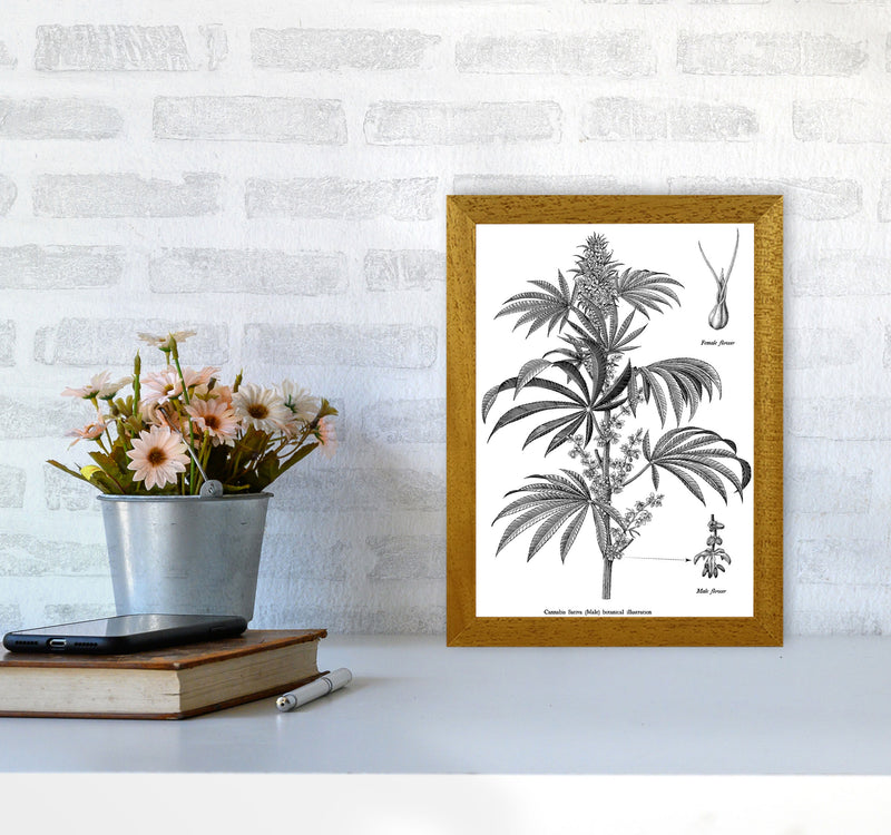 Cannabis Sativa Botanical Illustration Art Print by Jason Stanley A4 Print Only