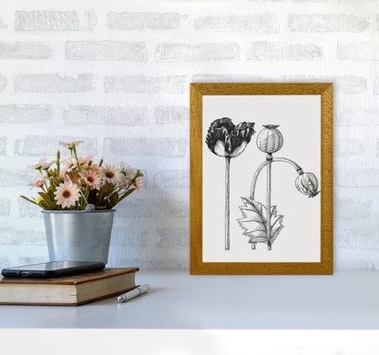 Vintage Poppy Plant Art Print by Jason Stanley A4 Print Only