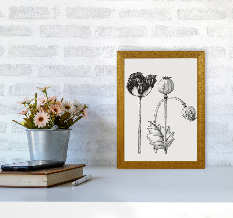 Vintage Poppy Plant Art Print by Jason Stanley A4 Print Only