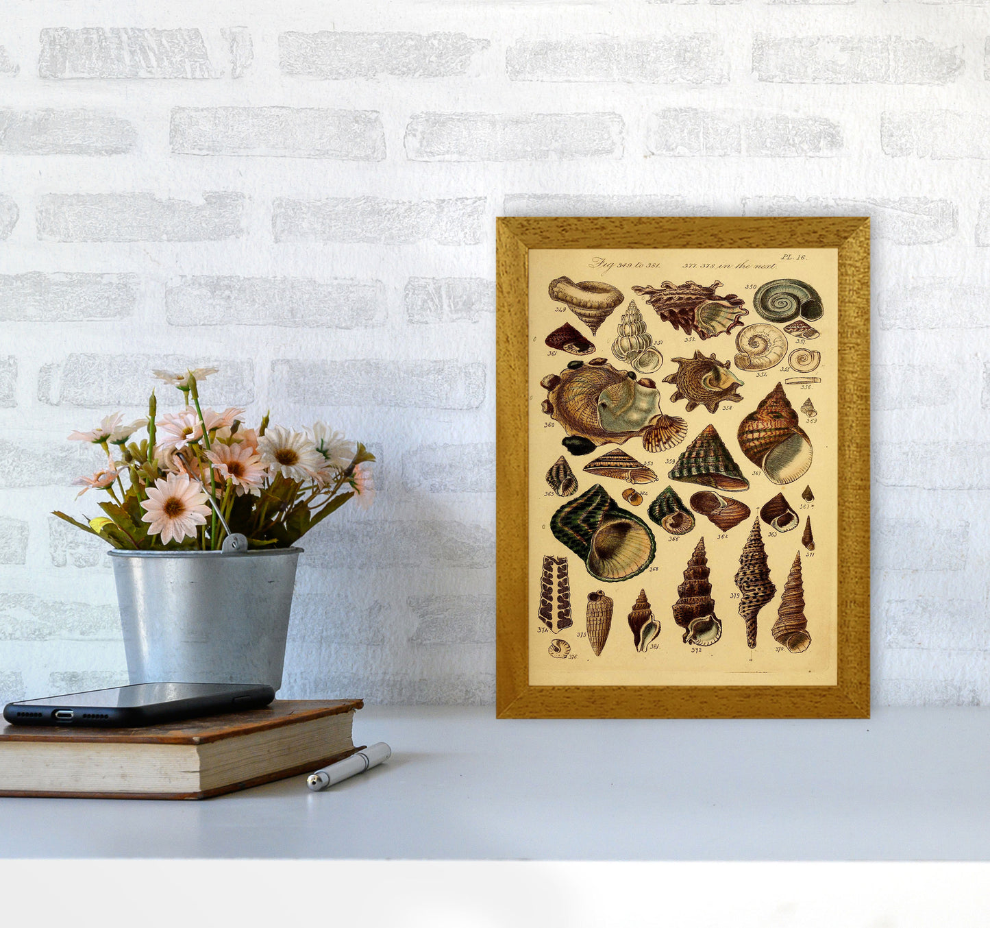 Vintage Shells Art Print by Jason Stanley A4 Print Only