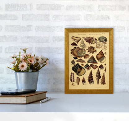 Vintage Shells Art Print by Jason Stanley A4 Print Only
