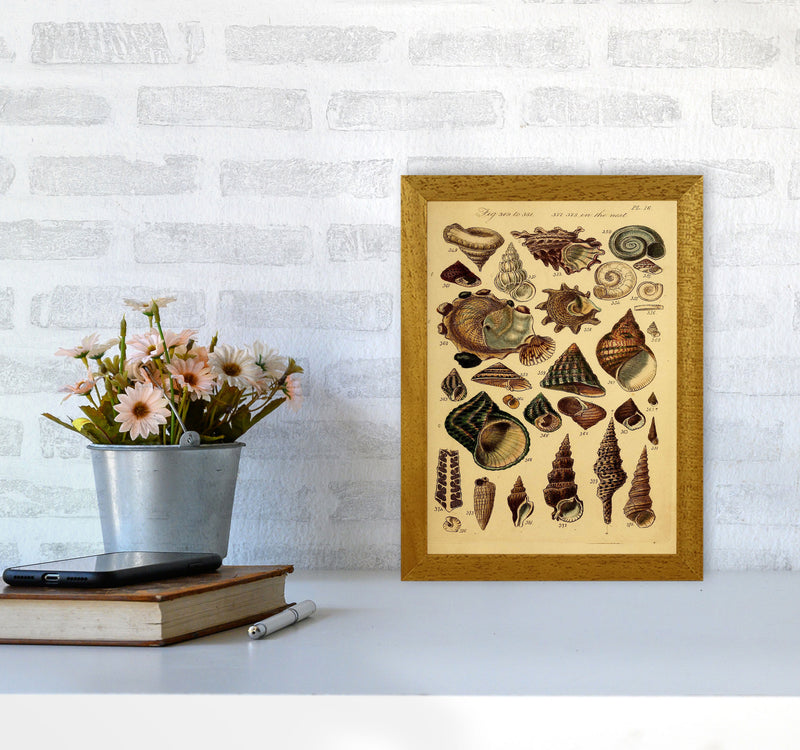 Vintage Shells Art Print by Jason Stanley A4 Print Only