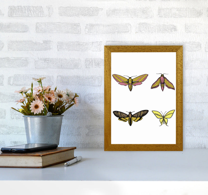Vintage Moths Art Print by Jason Stanley A4 Print Only